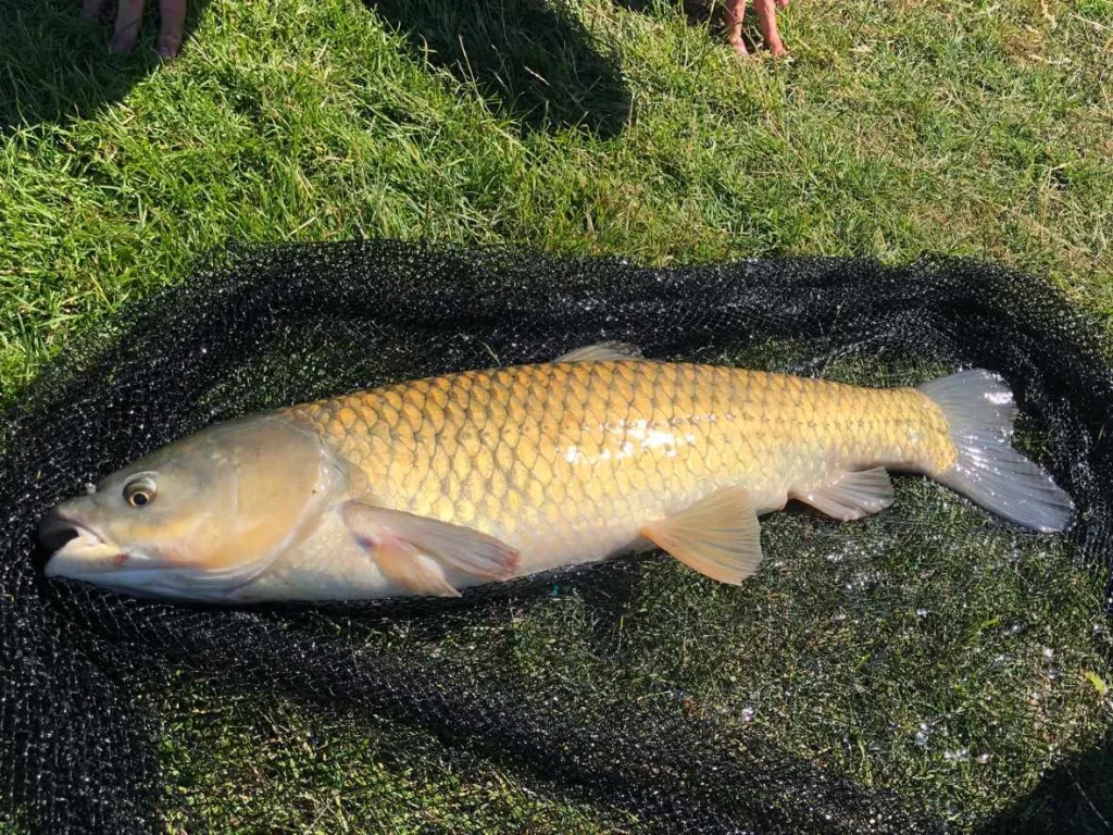 carp-fisheries-u